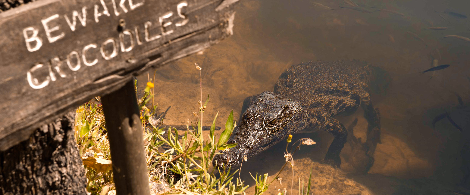 let us know your thoughts about Botswana and we will help you create the perfect safari 