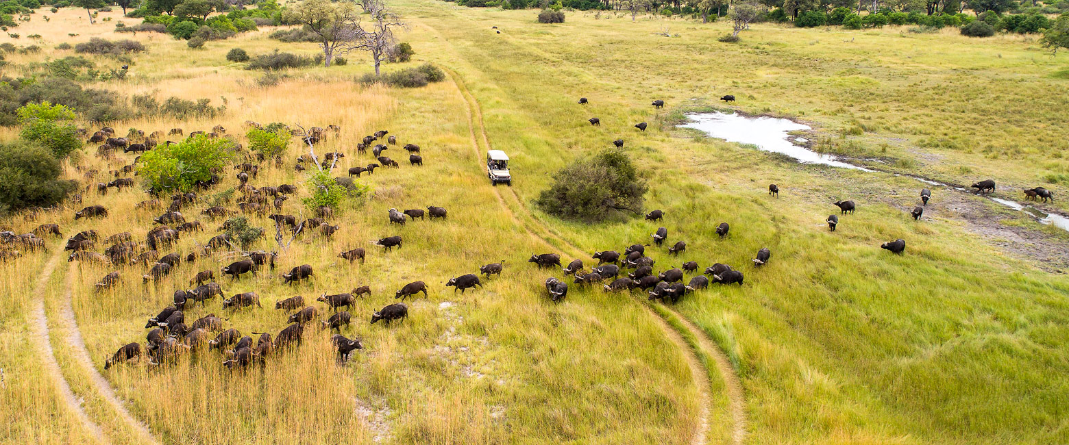 let us know your thoughts about Botswana and we will help you create the perfect safari