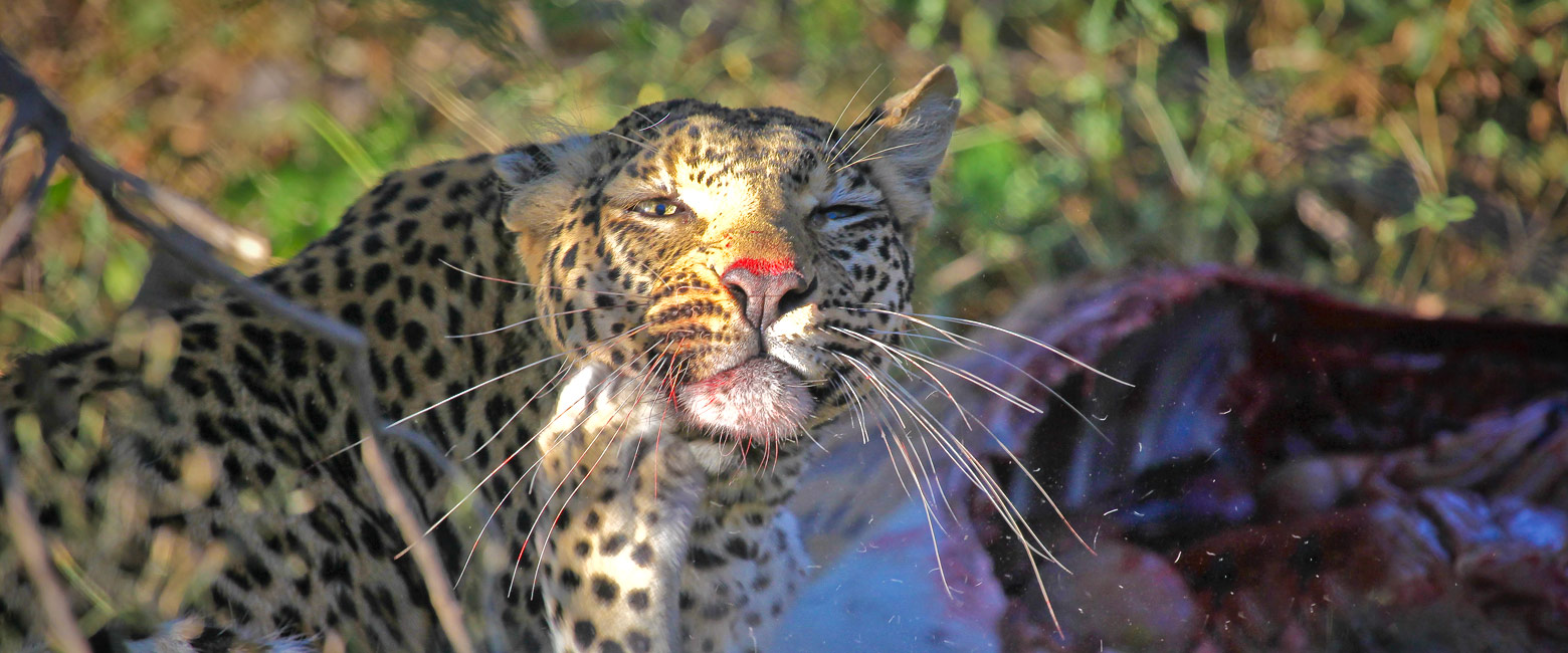 is a famously high quality property in the Okavango Delta
