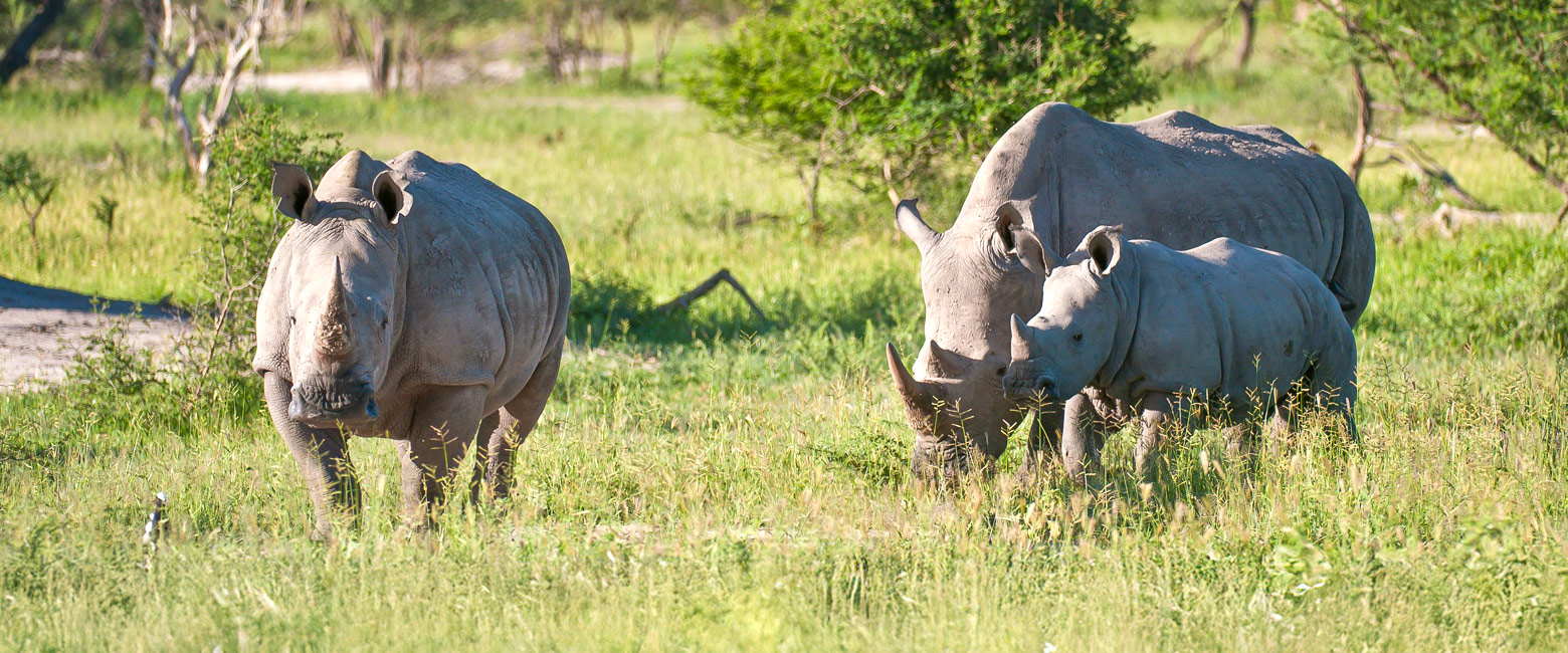 let us know your thoughts about Botswana and we will help you create the perfect safari