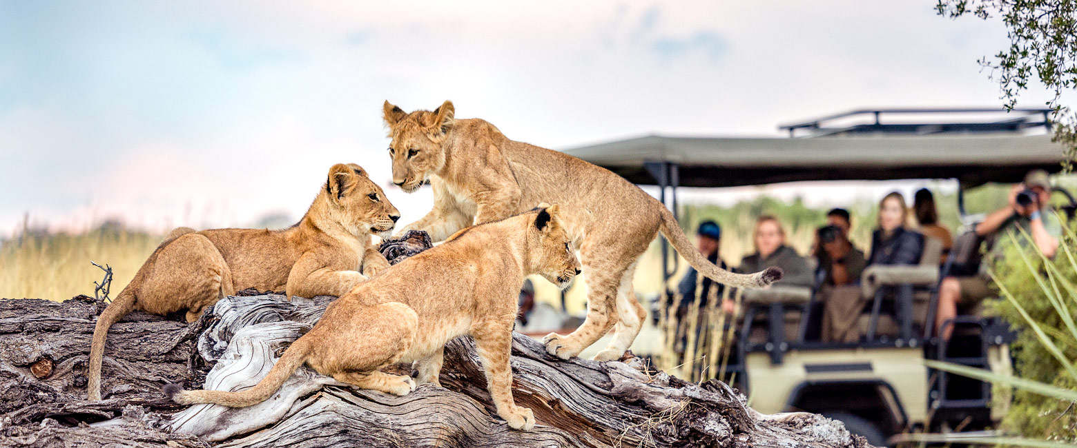 let us know your thoughts about Botswana and we will help you create the perfect safari 