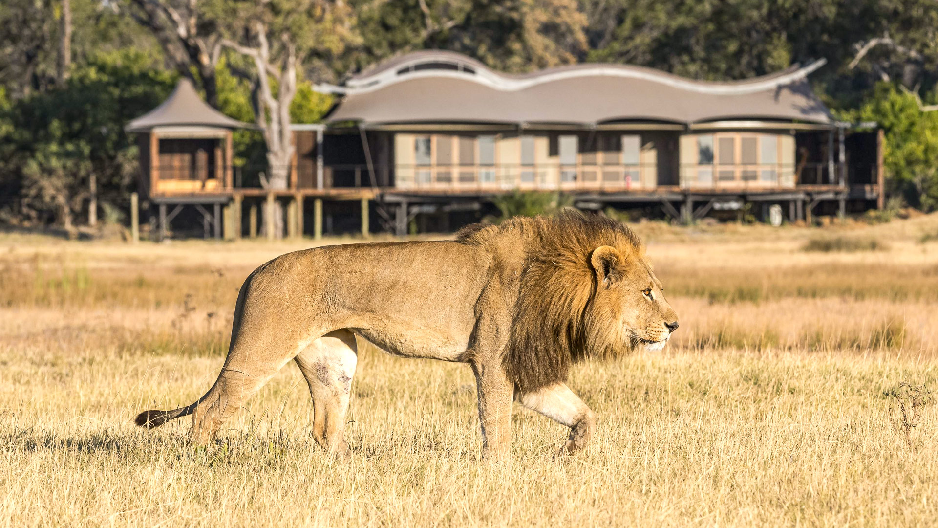 Xigera Safari Lodge