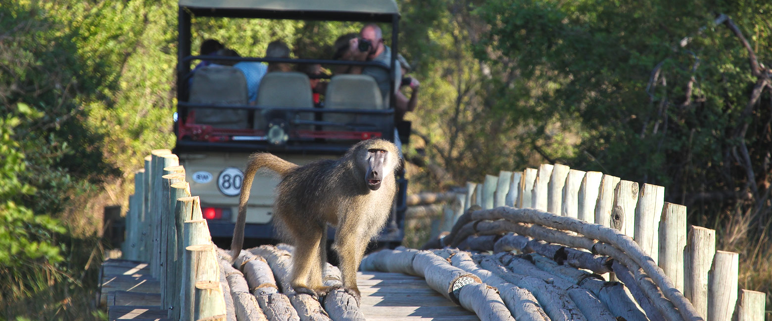 let us know your thoughts about Botswana and we will help you create the perfect safari