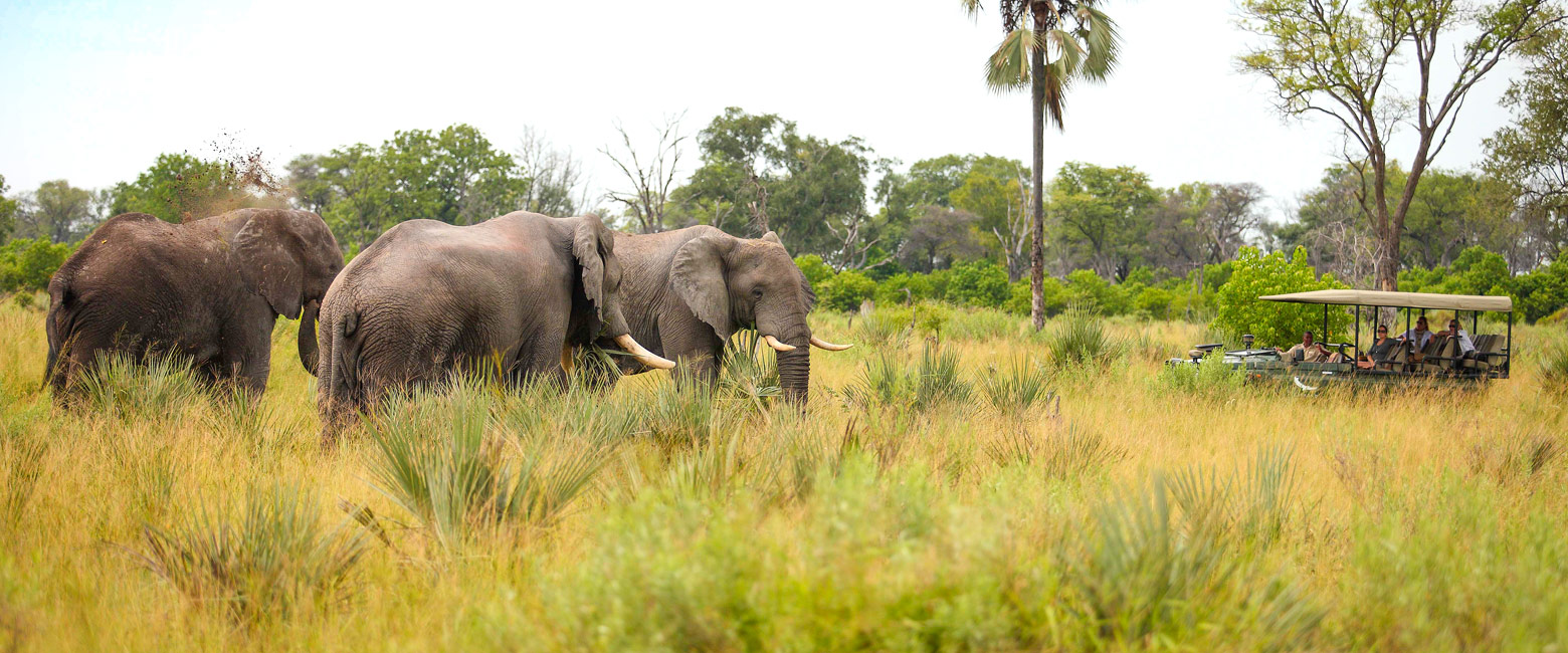 let us know your thoughts about Botswana and we will help you create the perfect safari