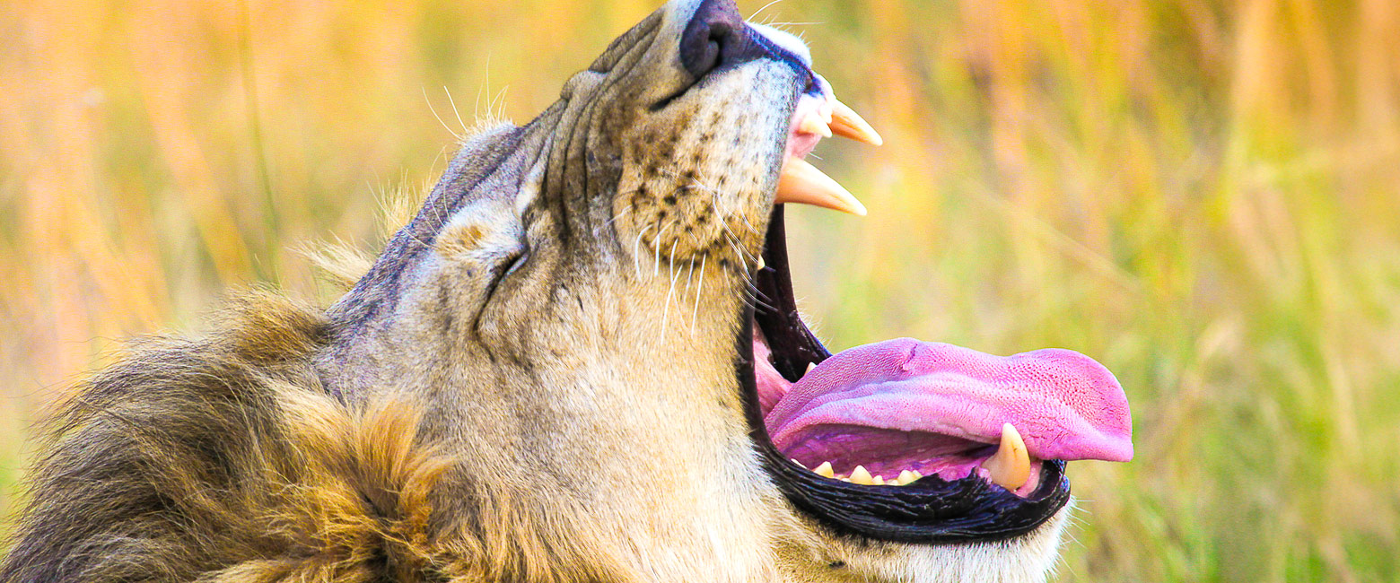 let us know your thoughts about Botswana and we will help you create the perfect safari