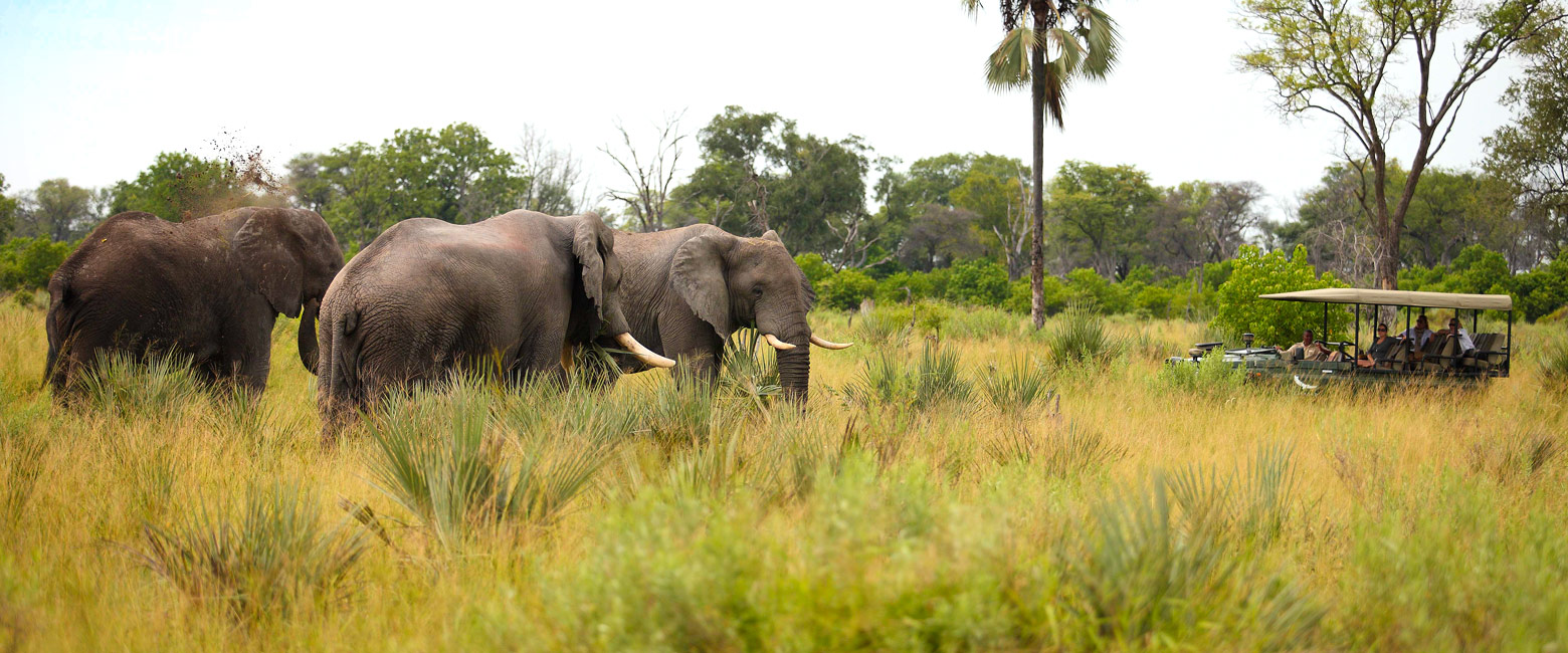 let us know your thoughts about Botswana and we will help you create the perfect safari