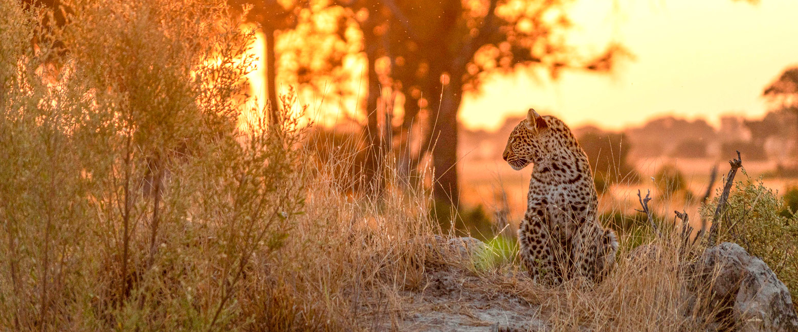 let us know your thoughts about Botswana and we will make sure to deliver the perfect safari 