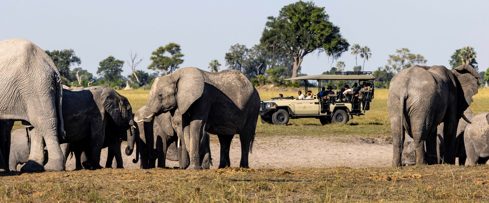 let us know your thoughts about Botswana and we will make sure to deliver the perfect safari 
