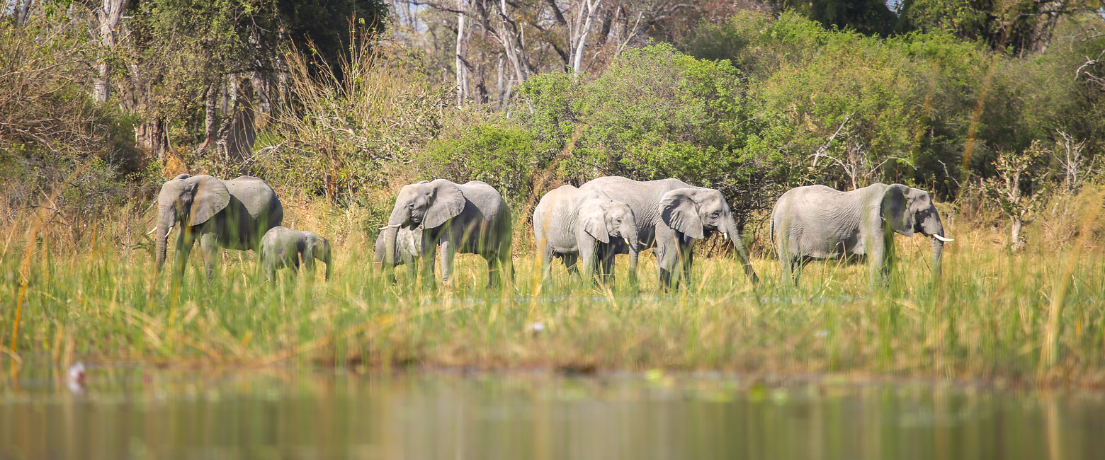 let us know your thoughts about Botswana and we will help you create the perfect safari 