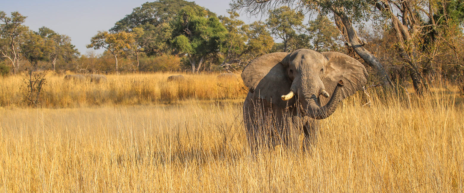 let us know your thoughts about Botswana and we will help you create the perfect safari