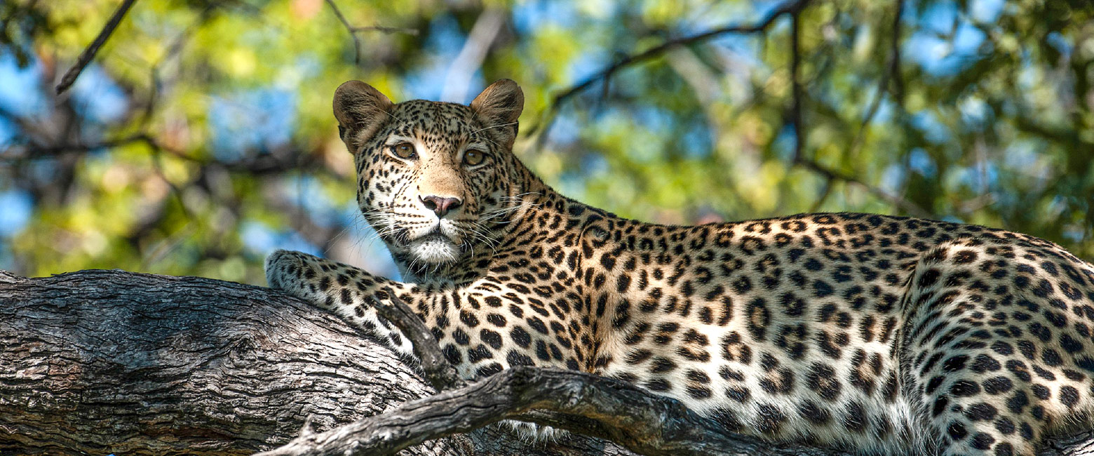 let us know your thoughts about Botswana and we will help you create the perfect safari