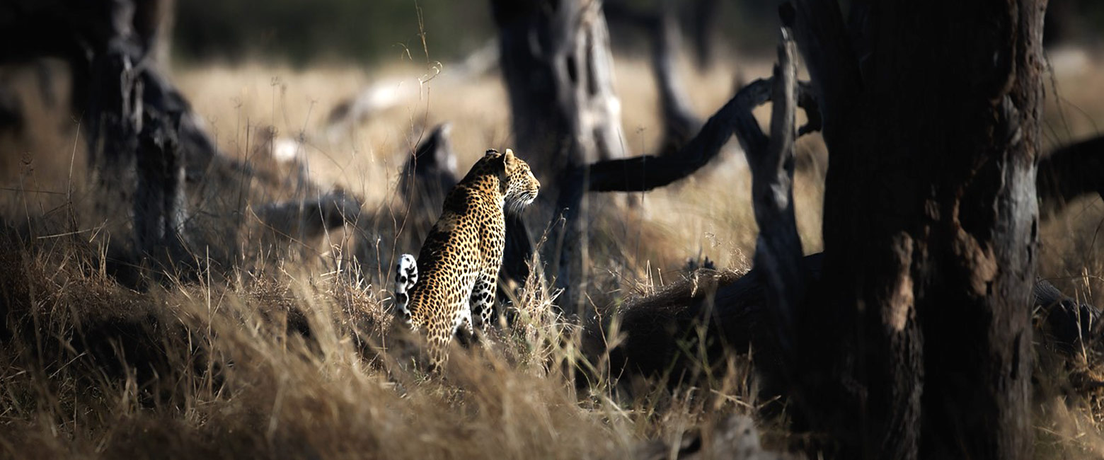 let us know your thoughts about Botswana and we will help you create the perfect safari 
