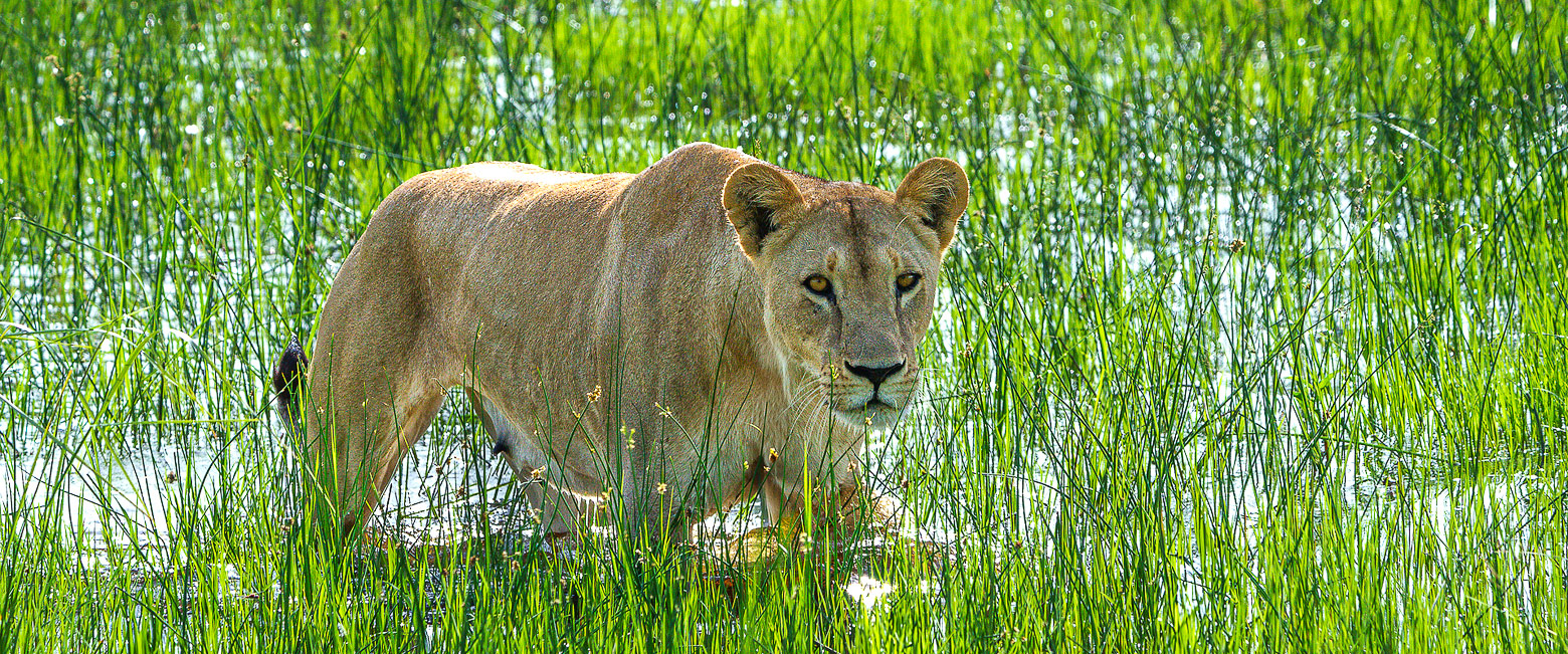 let us know your thoughts about Botswana and we will help you create the perfect safari
