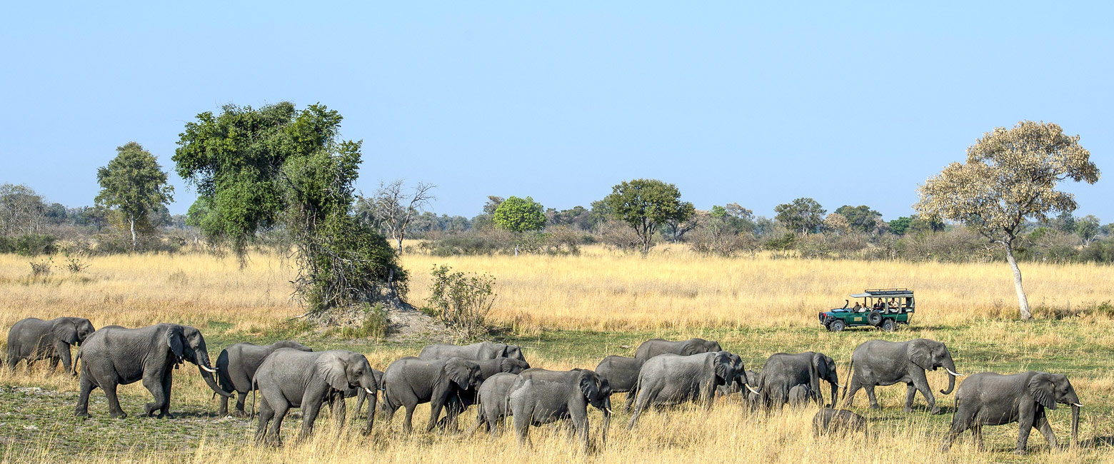 let us know your thoughts about Botswana and we will help you create the perfect safari 