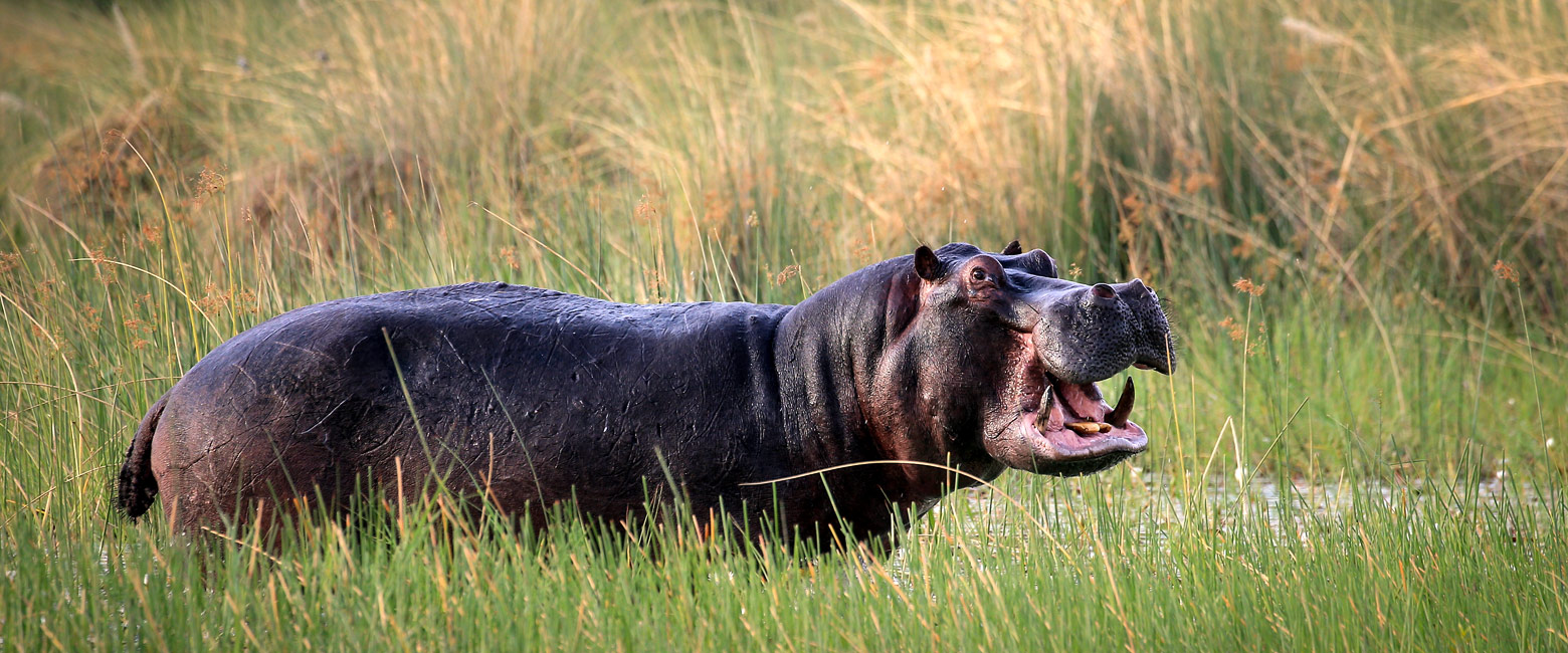 let us know your thoughts about Botswana and we will help you creat the perfect safari