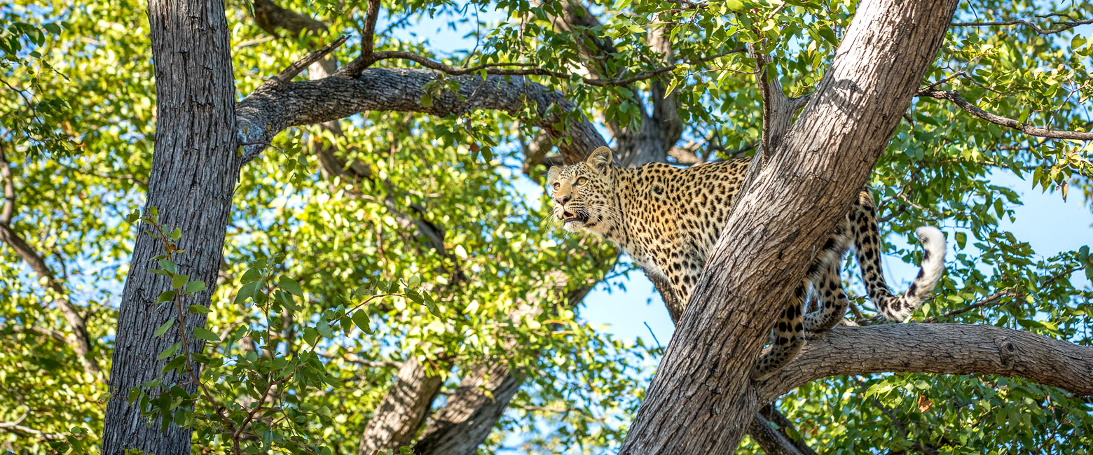 let us know your thoughts about Botswana and we will help you create the perfect safari
