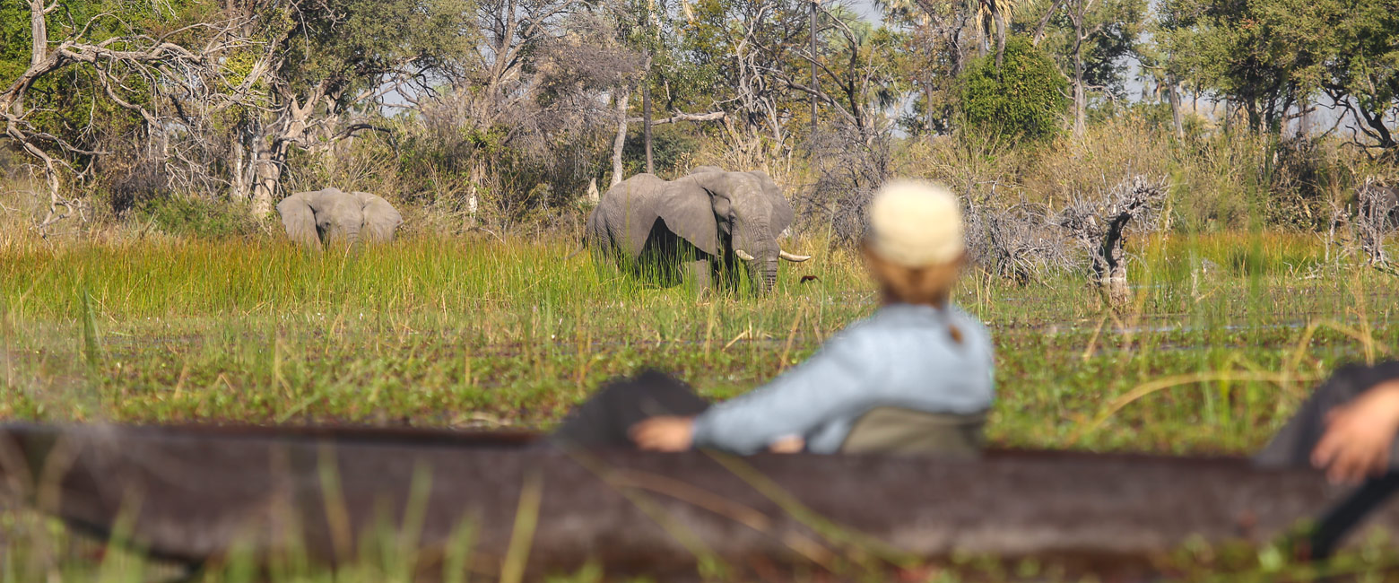 let us know your thoughts about Botswana and we will help you create the perfect safari 