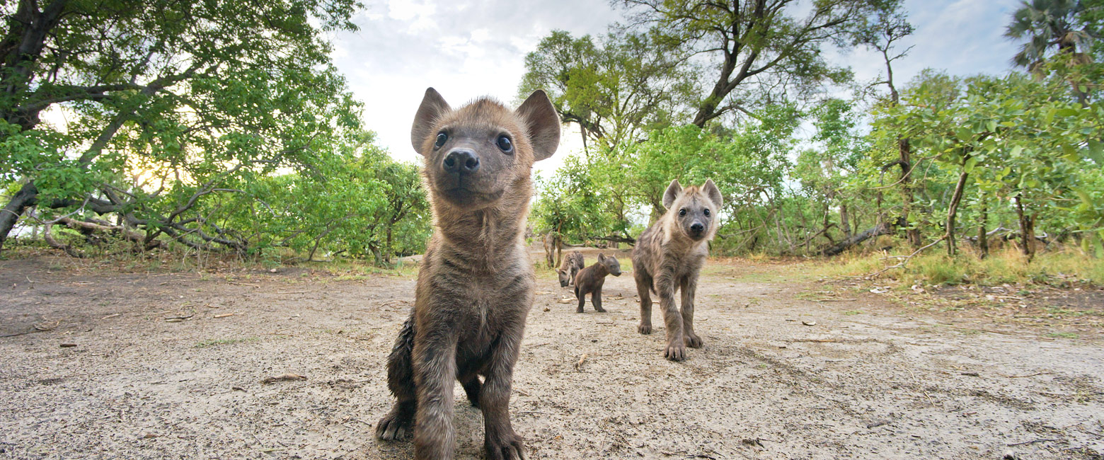 let us know your thoughts about Botswana and we will help you create the perfect safari