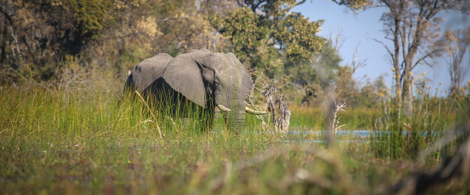 let us know your thoughts about Botswana and we will help you create the perfect safari