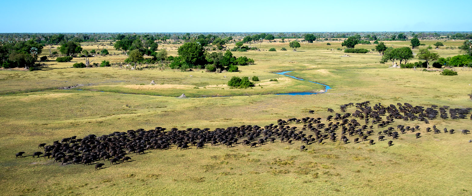 let us know your thoughts about Botswana and we will help you create the perfect safari
