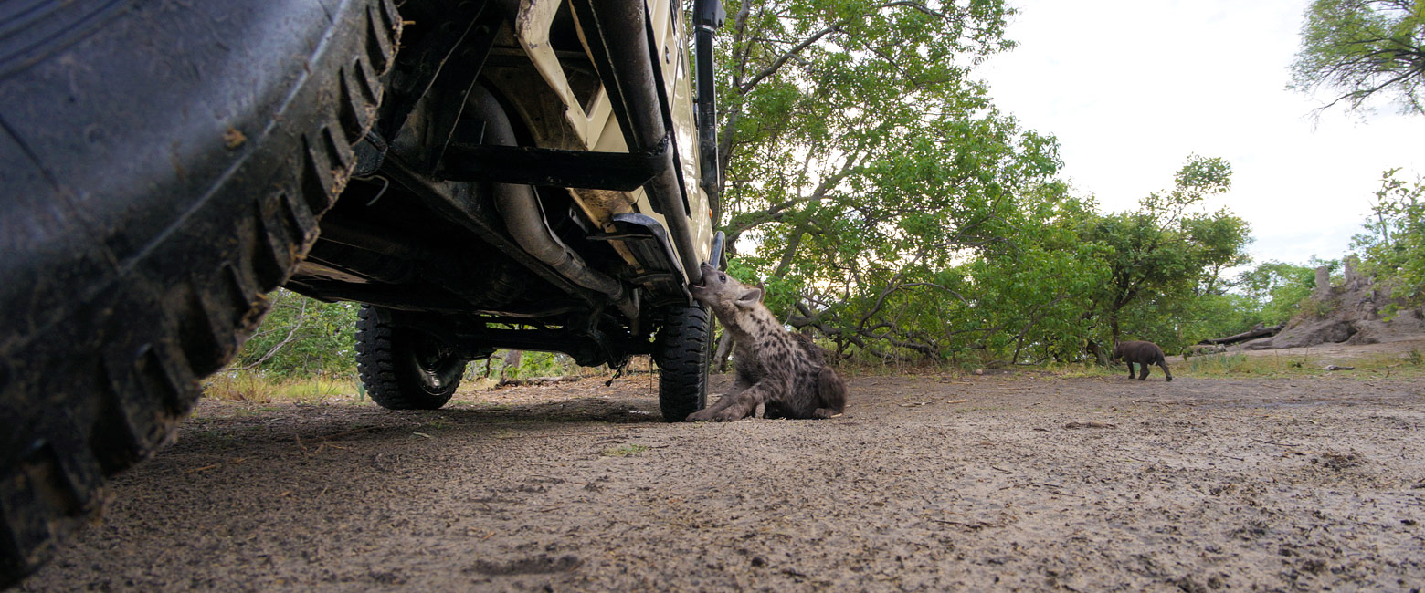 let us know your thoughts about Botswana and we will help you create the perfect safari