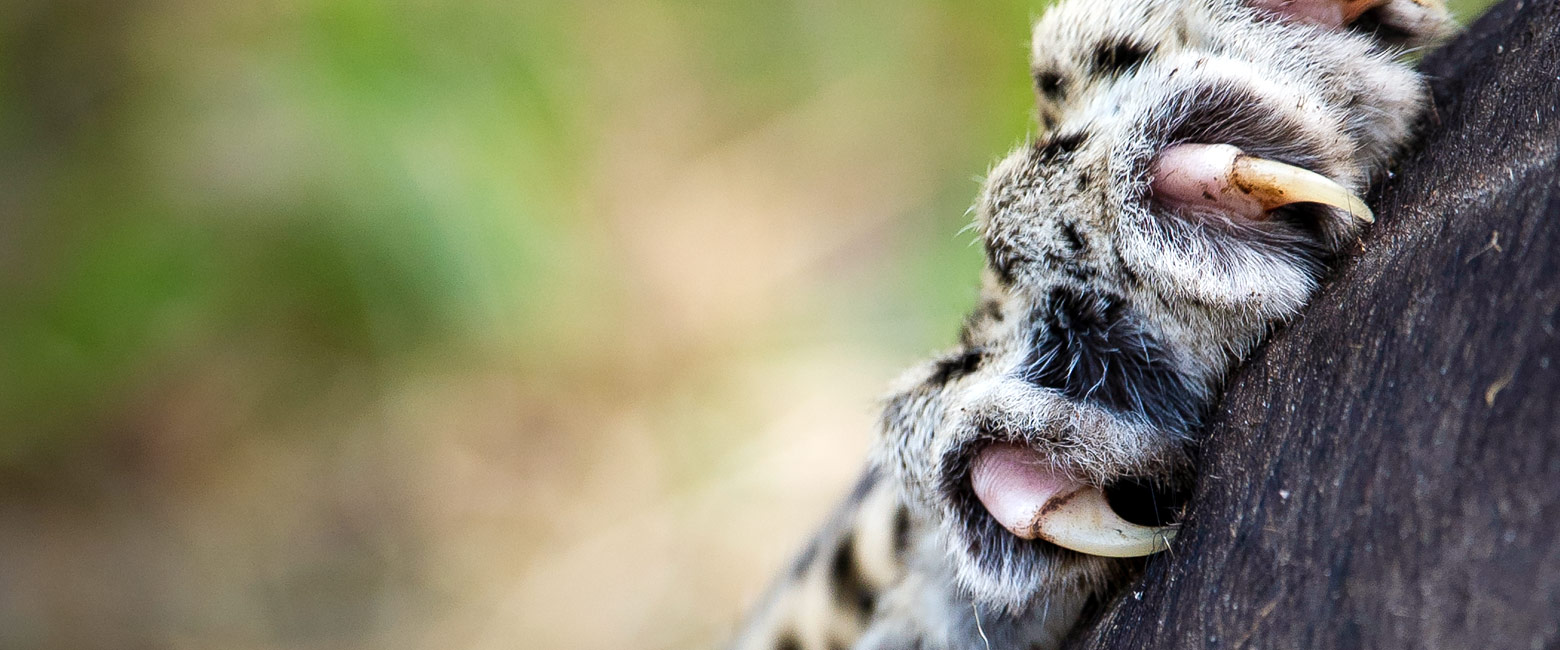 is a fabulous safari area with strong wildlife year-round 
