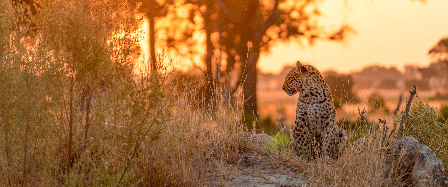 let us know your thoughts about Botswana and we will make sure to deliver the perfect safari 