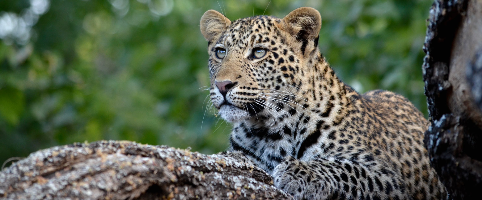 let us know your thoughts about Botswana and we will make help you create the perfect safari 