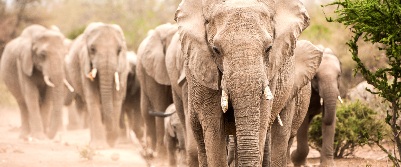 let us know your thoughts about Botswana and we will help you create the perfect safari