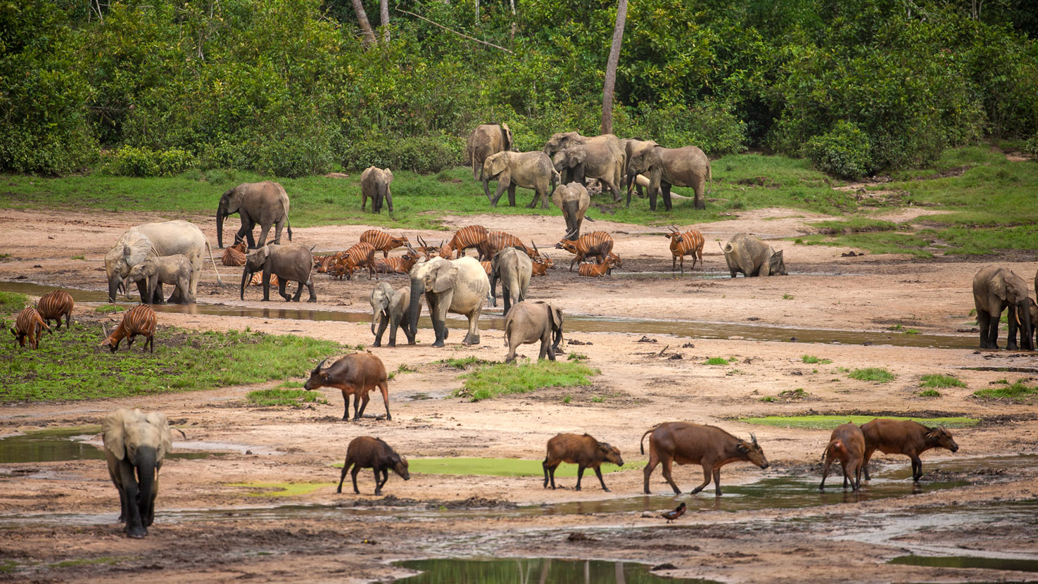 Safari to Dzanga-Sangha