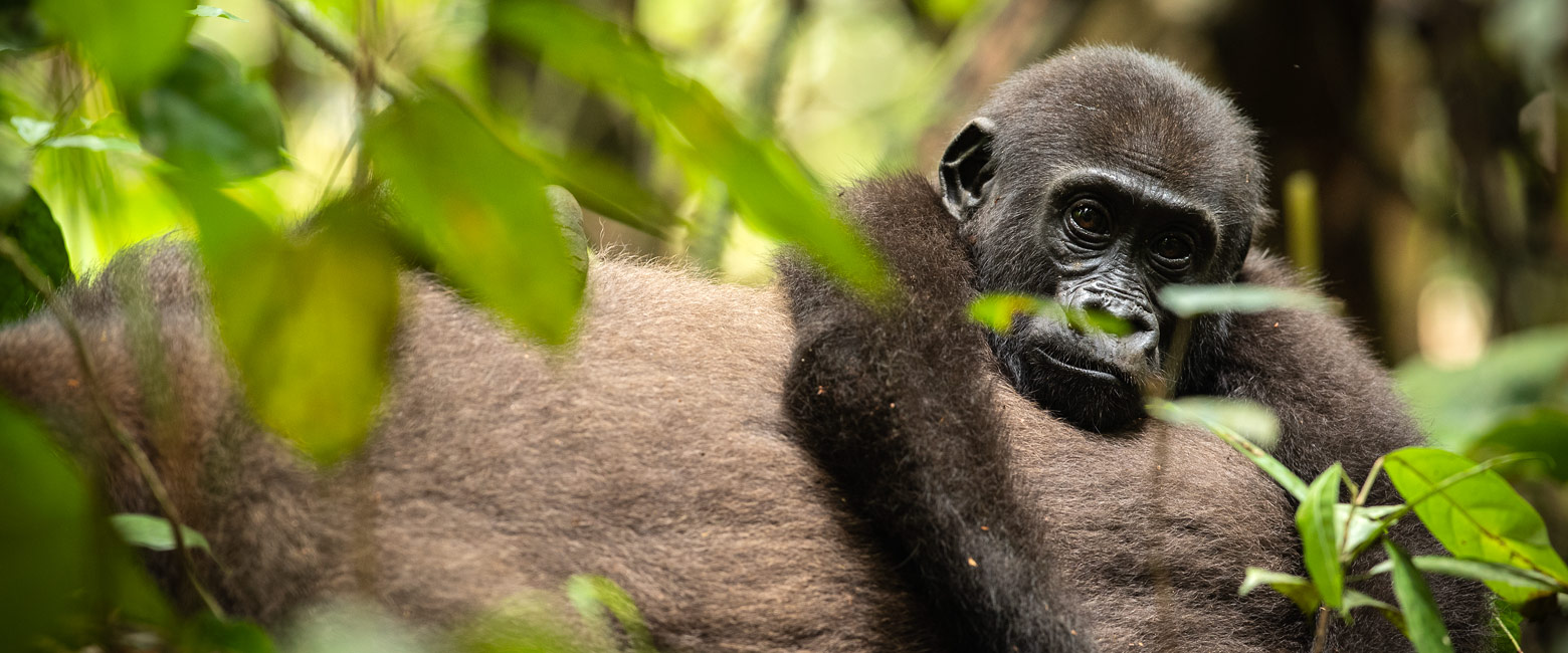 is an extremely remote reserve in the Central African Republic