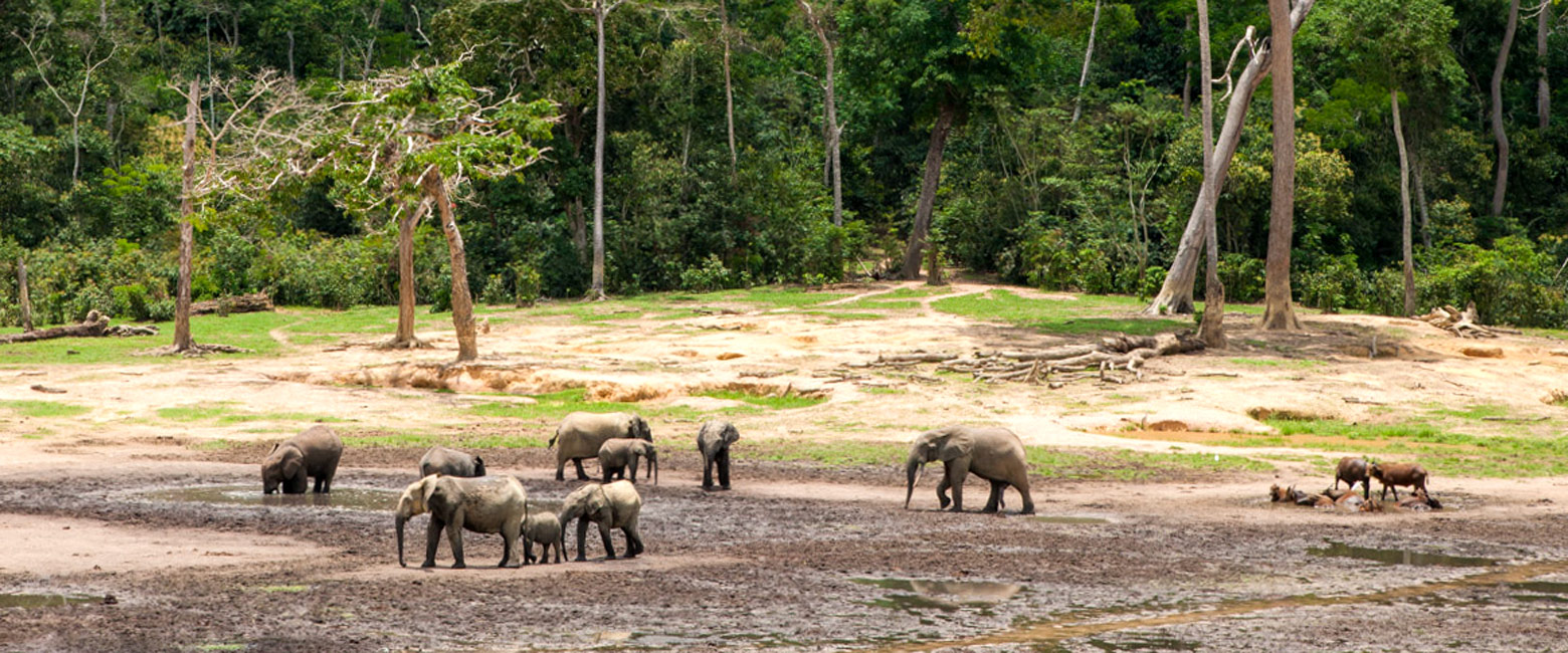 is a very remote base in the Dzanga-Sangha area 