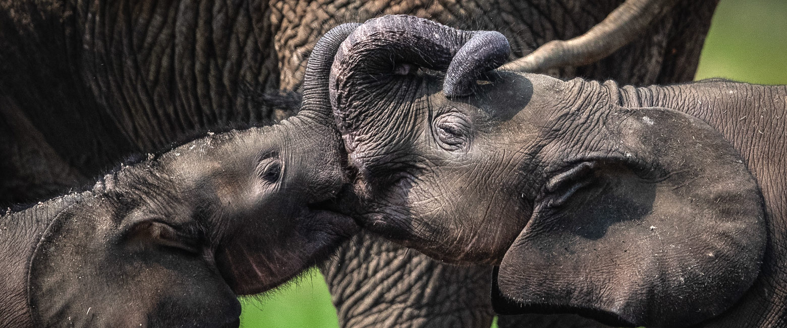 let us know your thoughts about your trip and we will help you create the perfect safari 