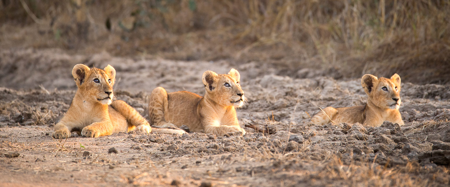 let us know your thoughts about Chad and we will help you create the perfect safari