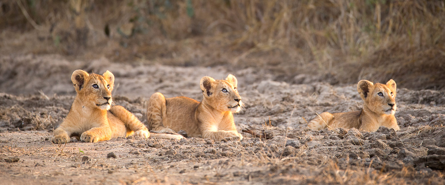 let us know your thoughts about Chad and we will help you create the perfect safari 