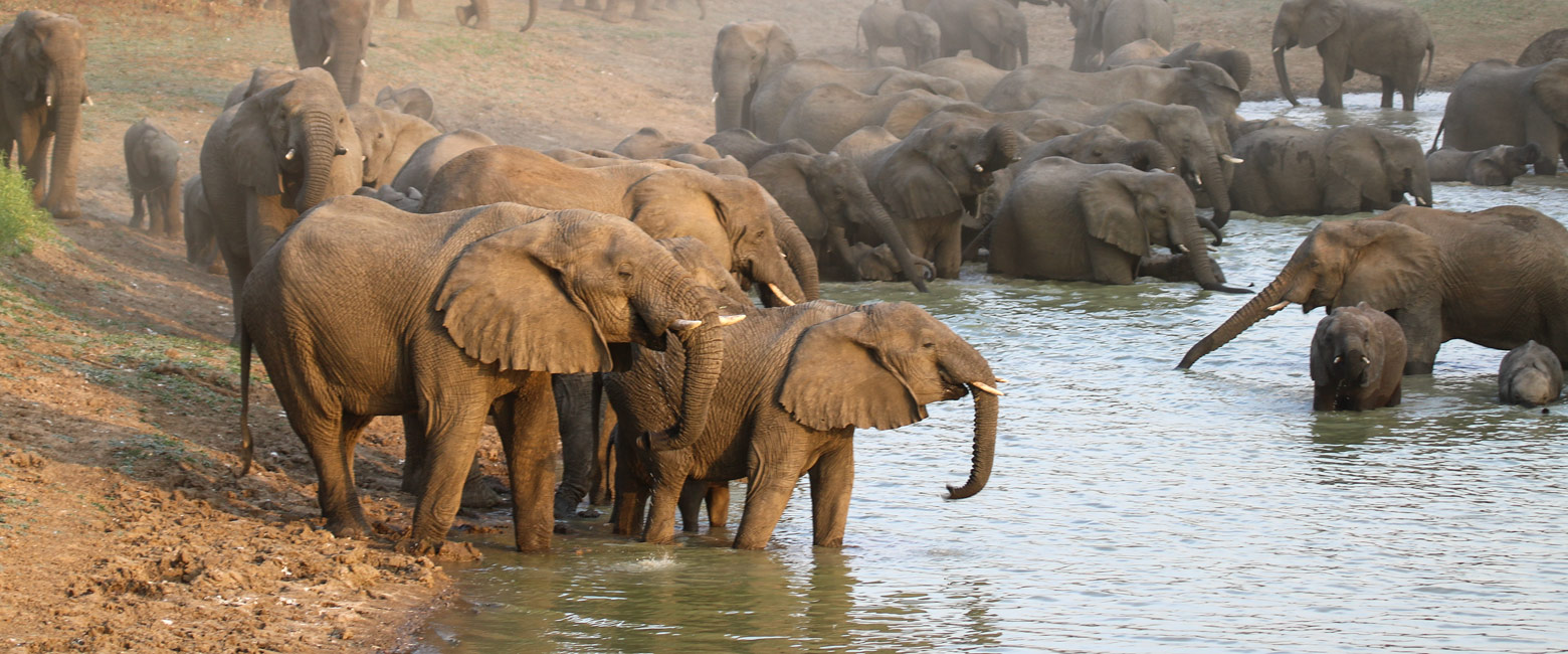 let us know your thoughts about Chad and we will help you create the perfect safari