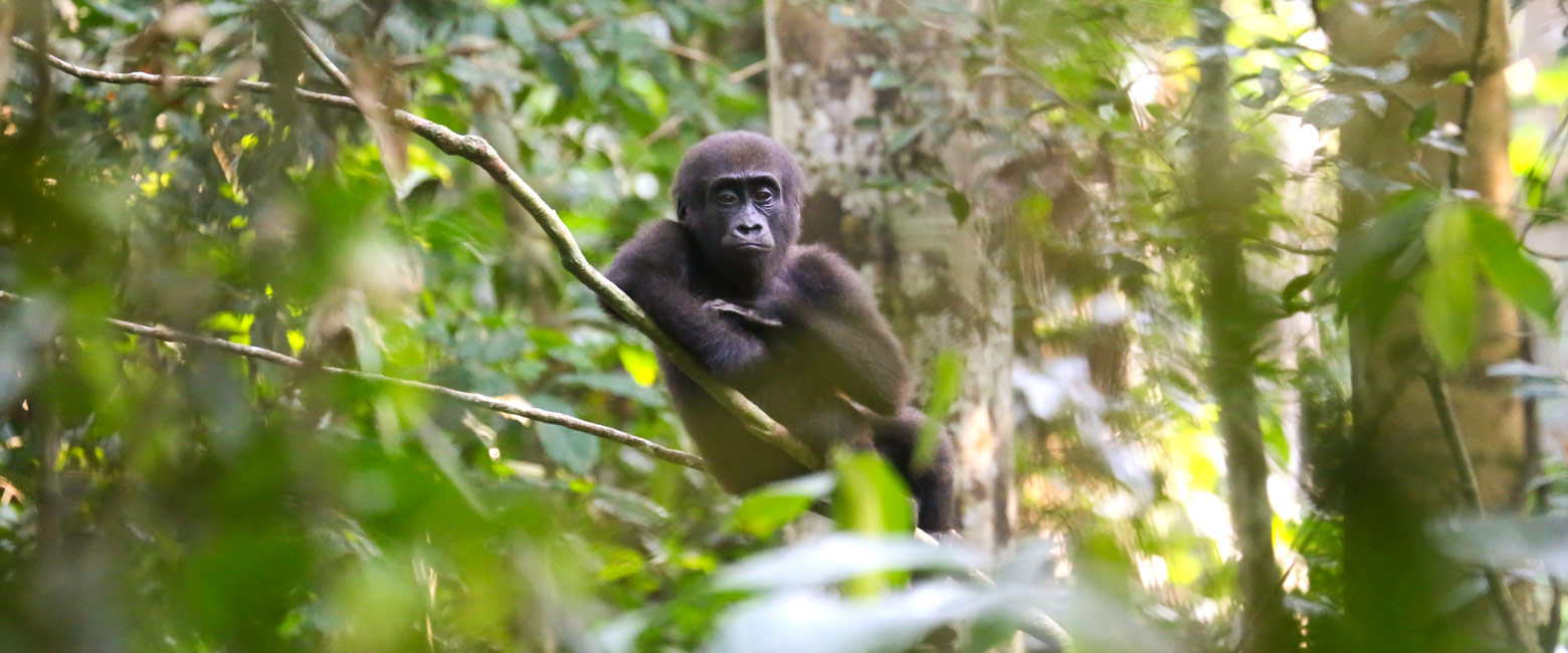 is renowned for lowland gorillas in the Odzala-Kokoua area