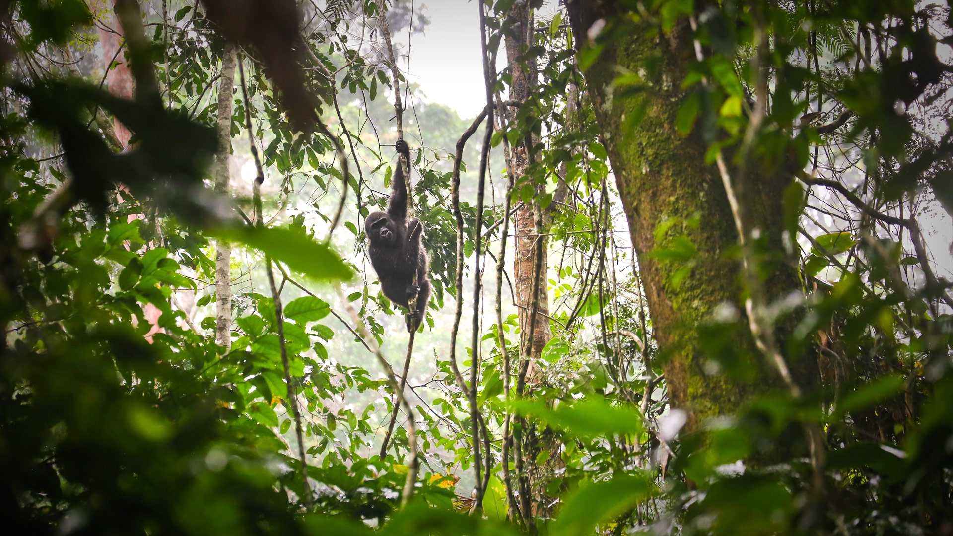 Safari in Odzala Kokoua