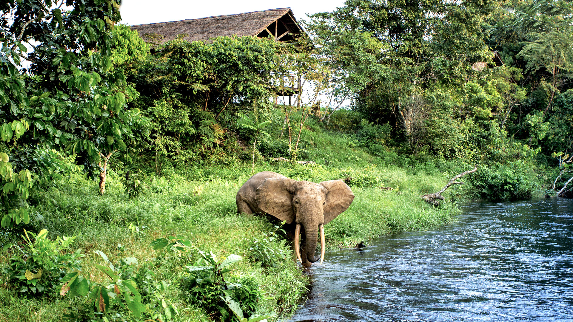 Mboko Camp
