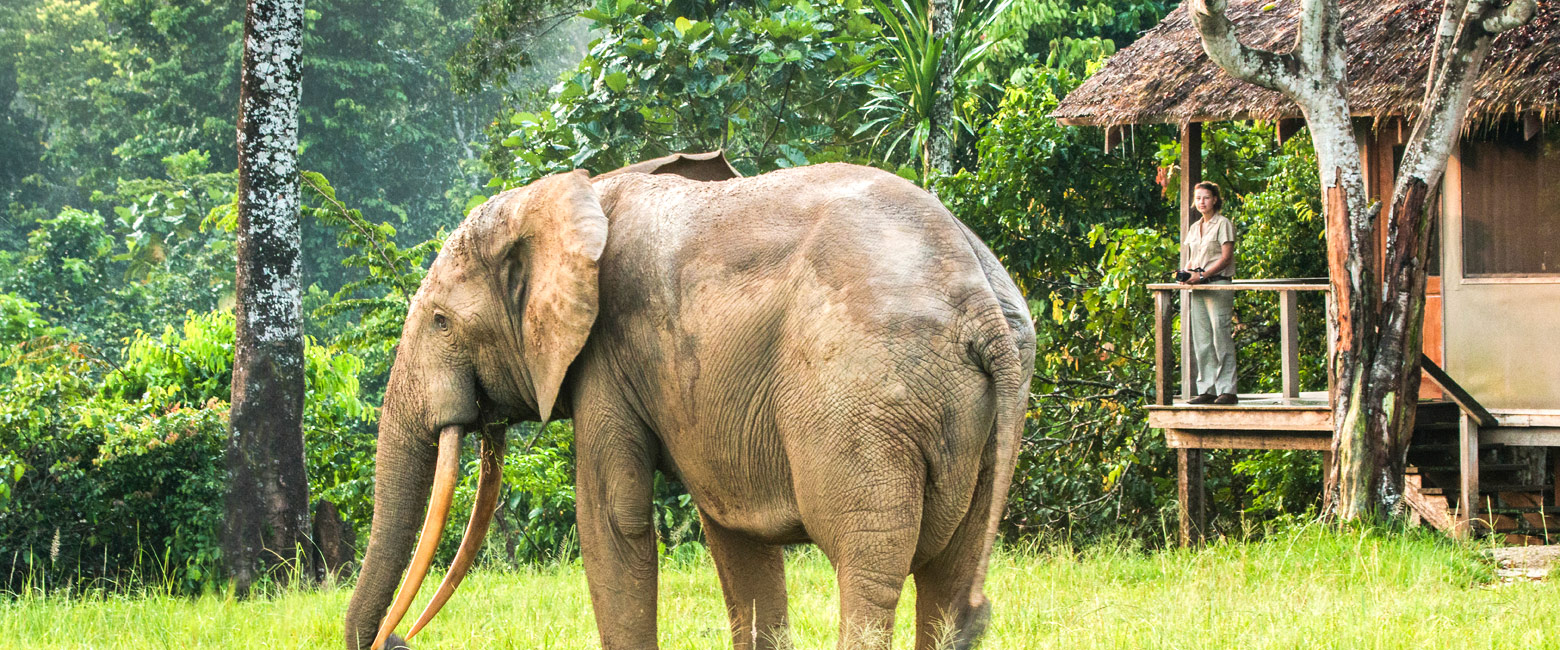 let us know your thoughts about Congo and we will help you create the perfect safari