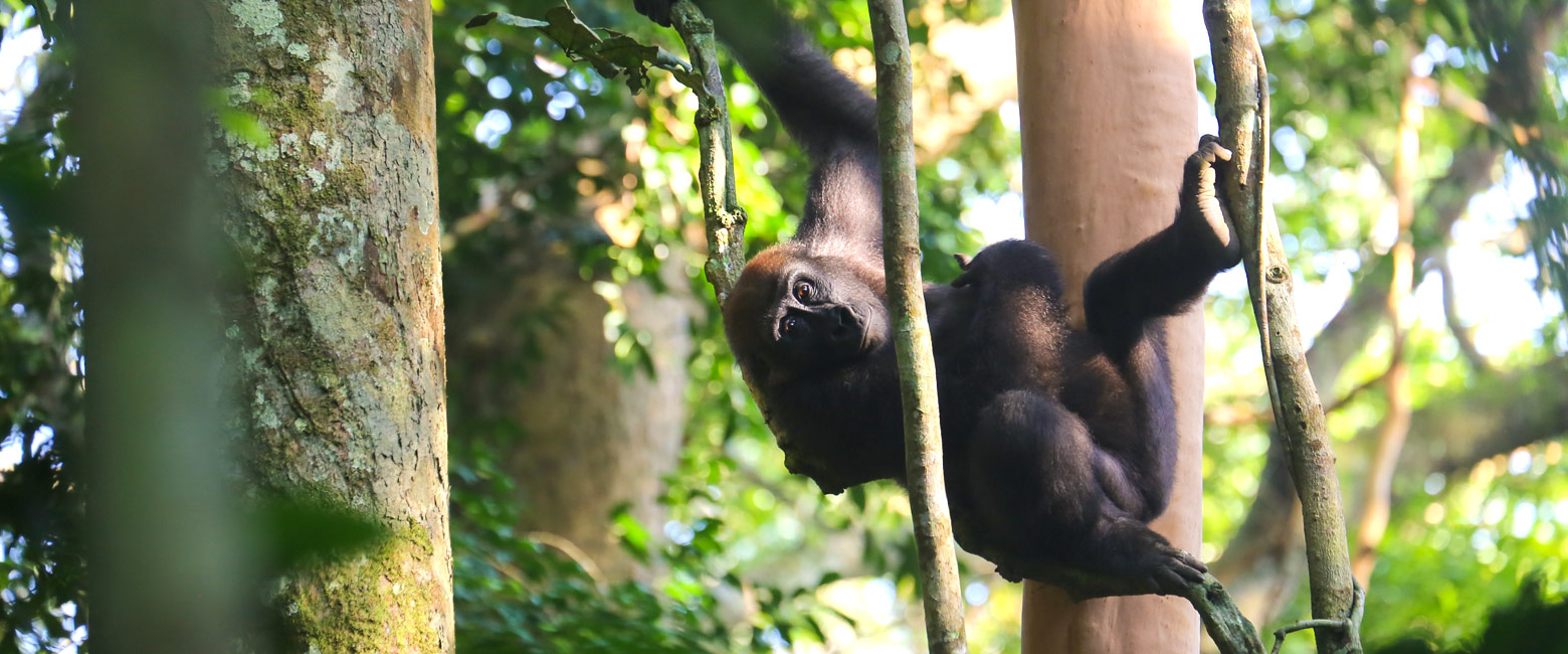 let us know your thoughts about Congo and we will help you create the perfect safari 