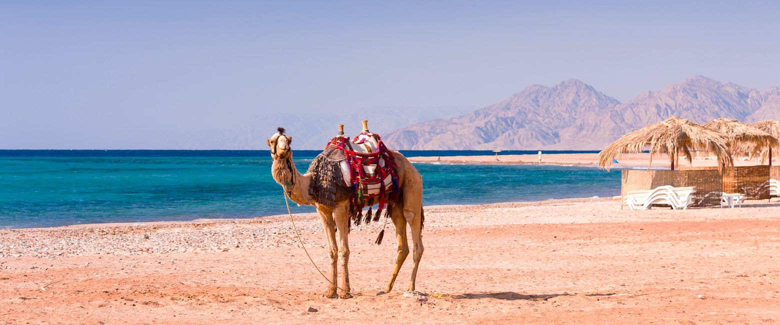 let us know your thoughts about Egypt and we will help you create the perfect trip 