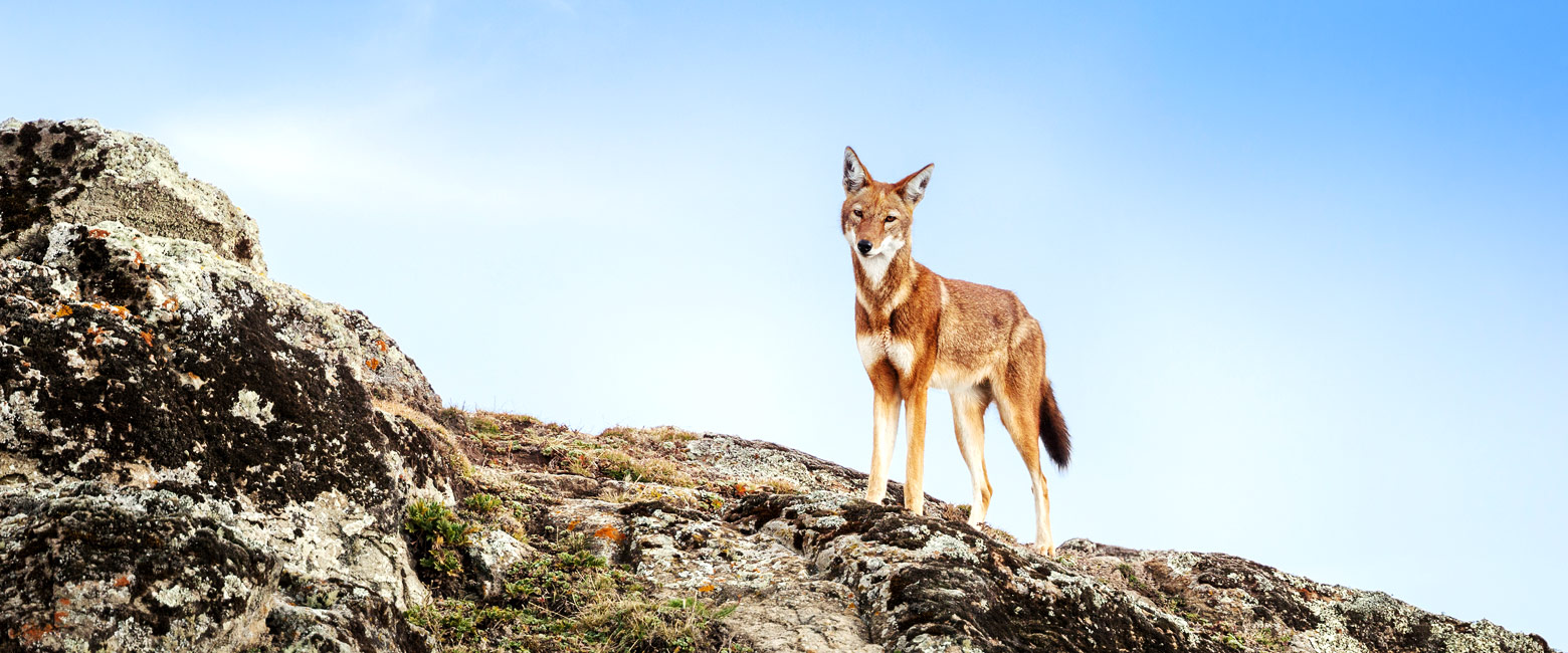 let us know your thoughts about Ethiopia and we will make sure to deliver the perfect trip