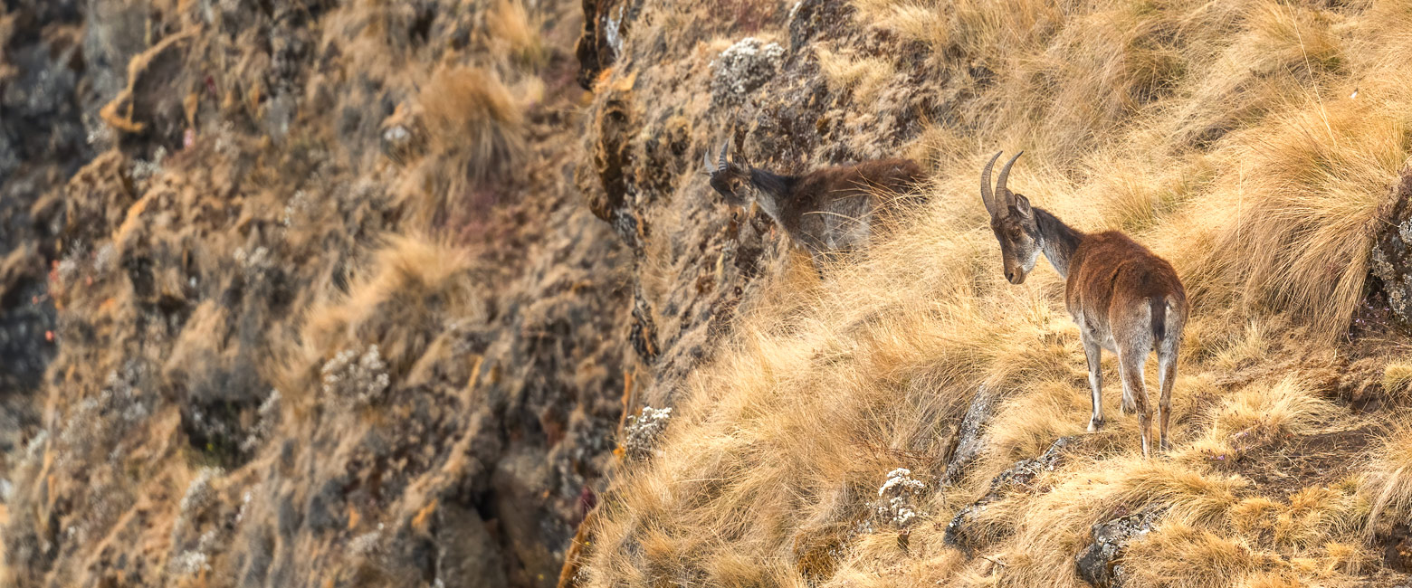 is an enormous tectonic chasm that divides Ethiopia into two halves