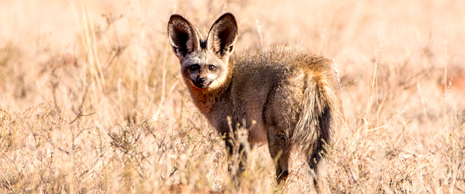 is a little-known wildlife area in the lower Abyssinian Rift