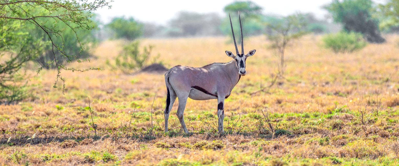 let us know your thoughts about Ethiopia and we will help you create the perfect trip