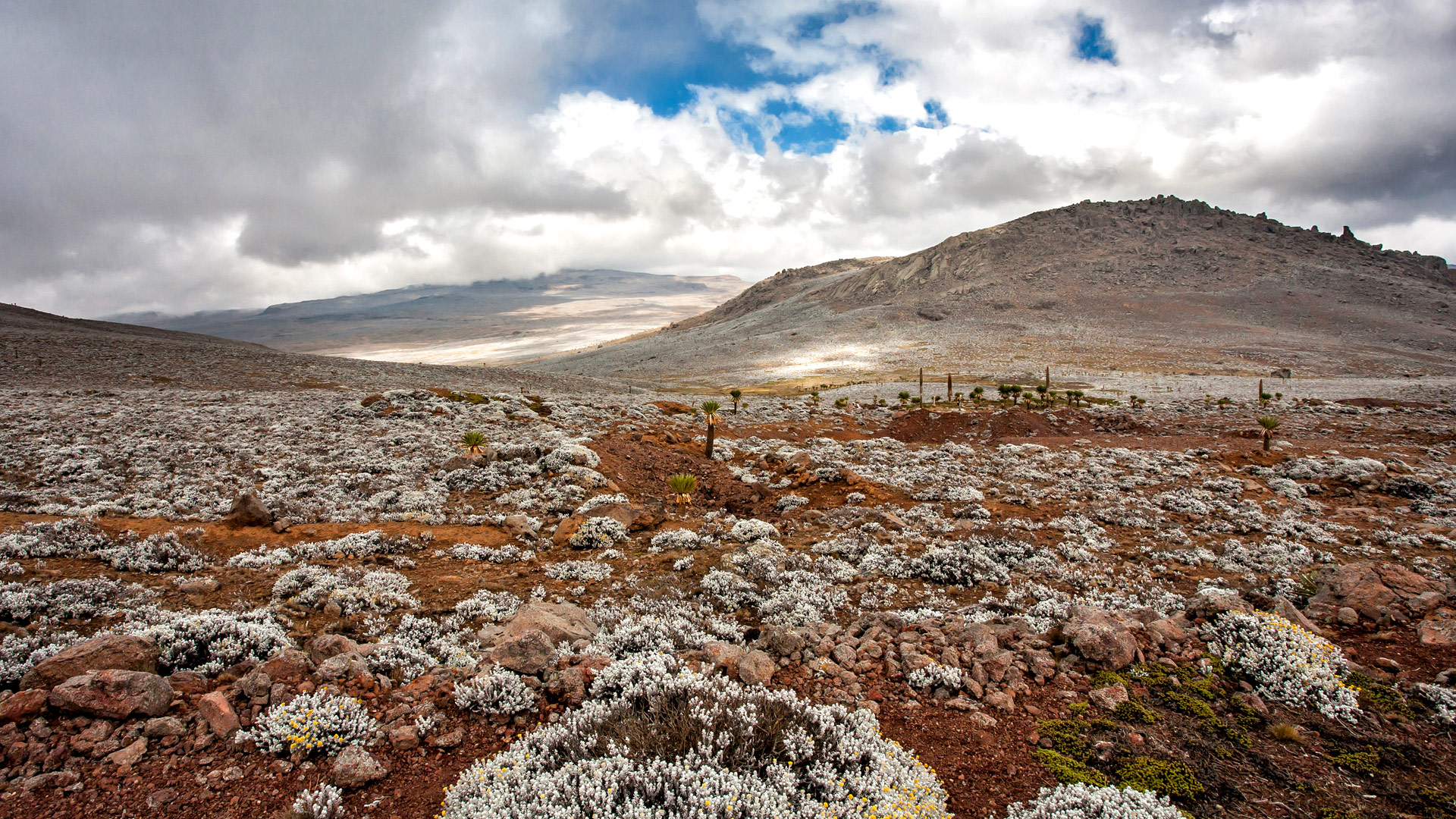Safari to the Bale Mountains