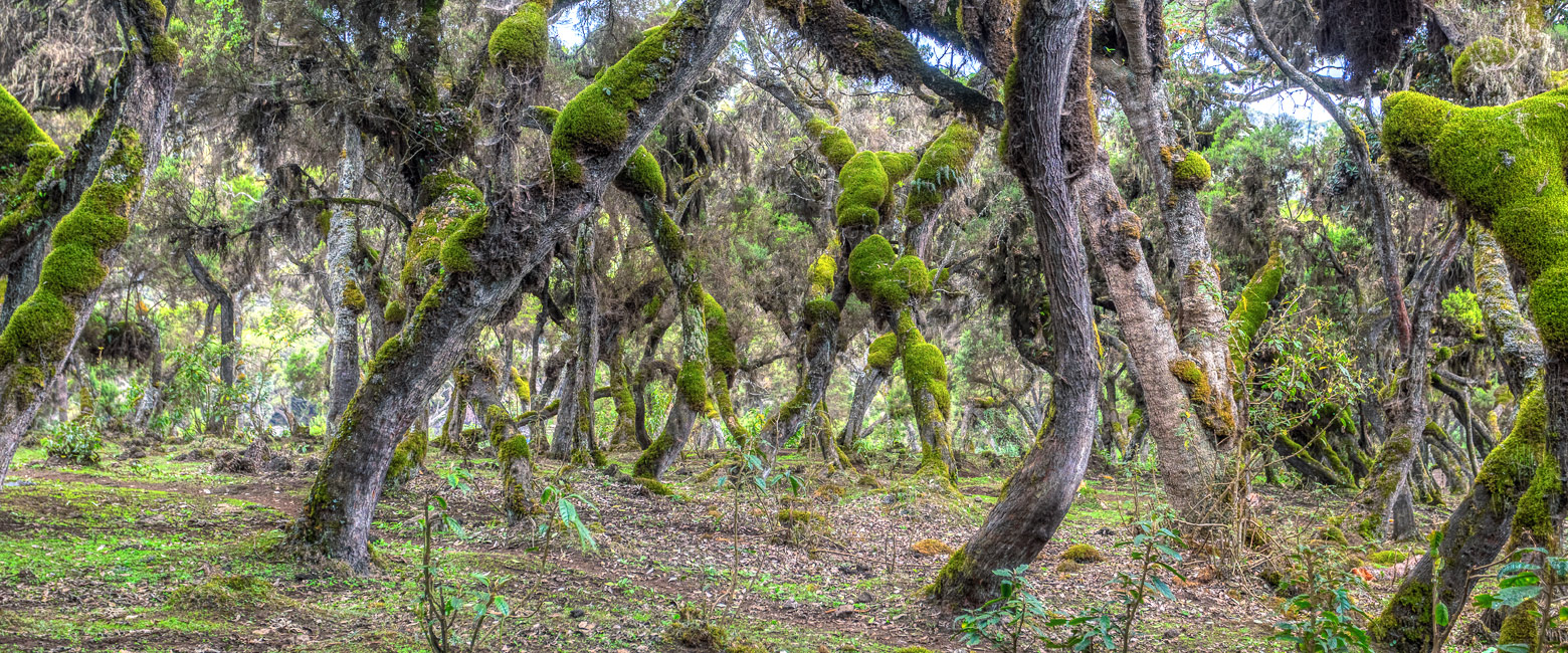 is a fascinating and diverse upland wilderness