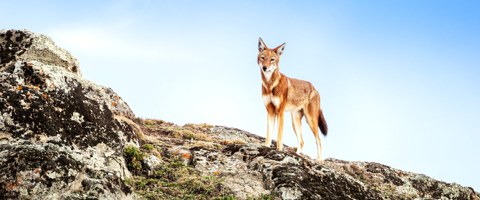 let us know your thoughts about Ethiopia and we will help you create the perfect safari