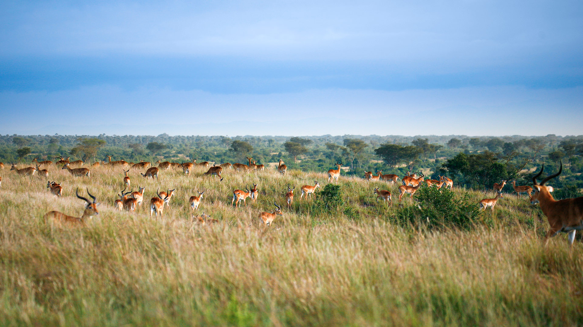 Safari to Gambela